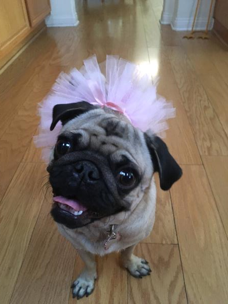 /images/uploads/pug nation rescue of los angeles/pugnation2024/entries/30789thumb.jpg